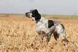 SETTER ANGLAIS 116